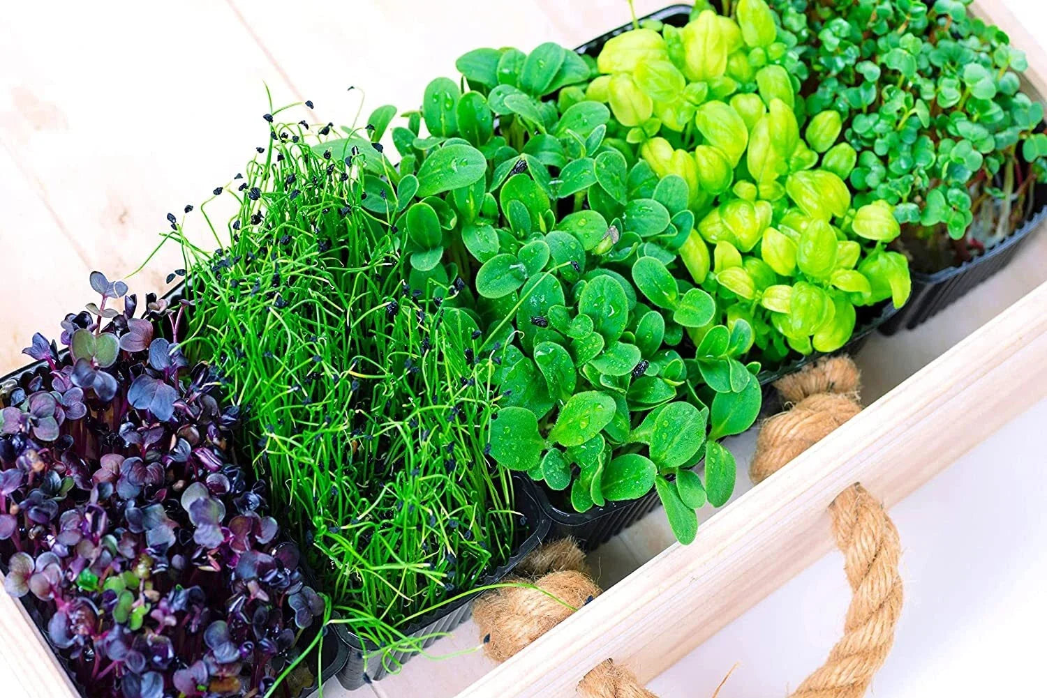 Microgreens Mix - 5 Varieties Nutrient-Dense Sprouts Basil Onion Radish Alfalfa Wheatgrass Seed Mix
