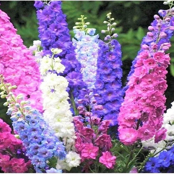 Delphinium Seeds - 50 Pack Rocket Mix Perennial Garden Flower Seeds - Delphinium elatum - Vibrant Colors for Borders & Cut Flowers