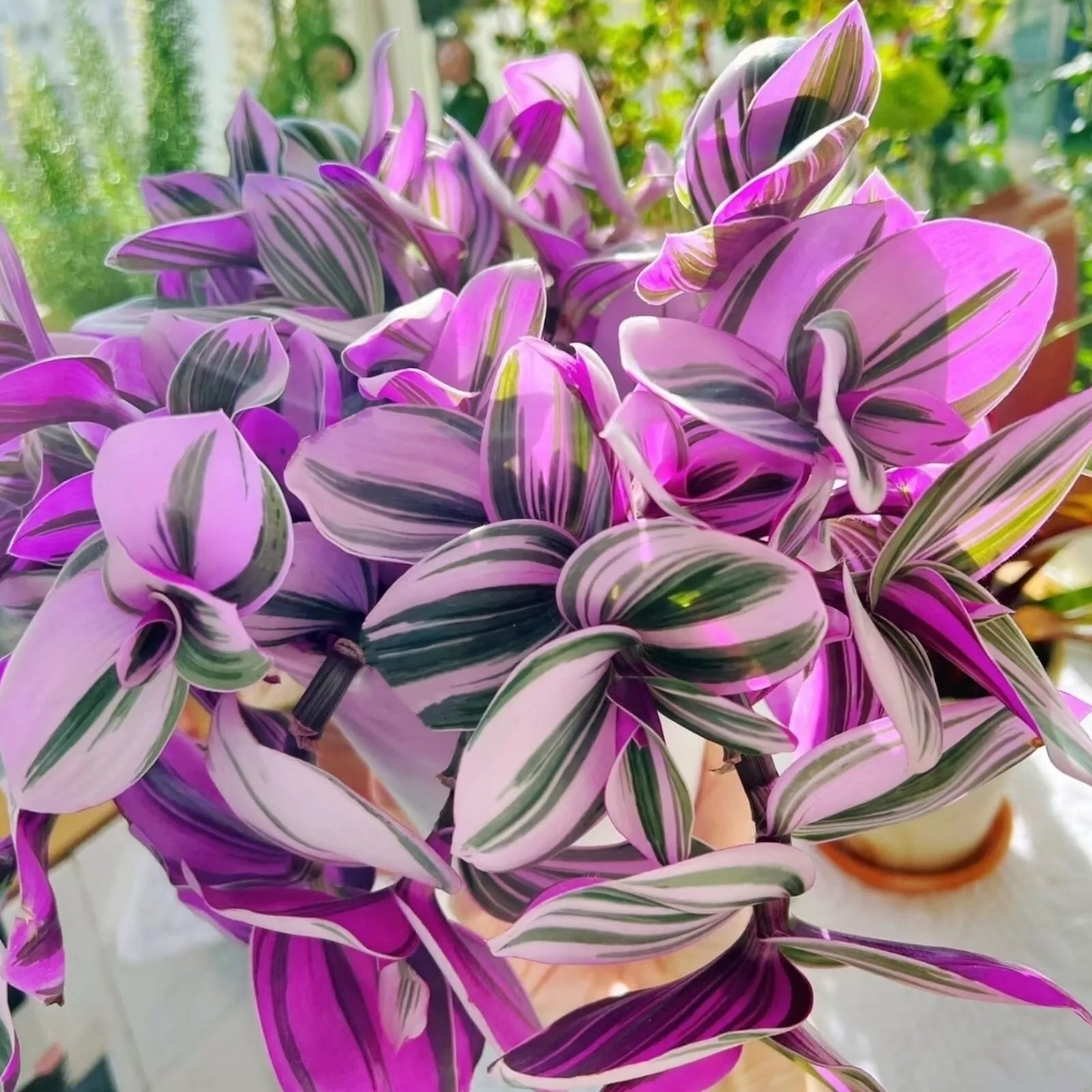 Unrooted Plant Cuttings - Tradescantia Nanouk - Pink Variegated Wandering Jew - 3-4 Inches