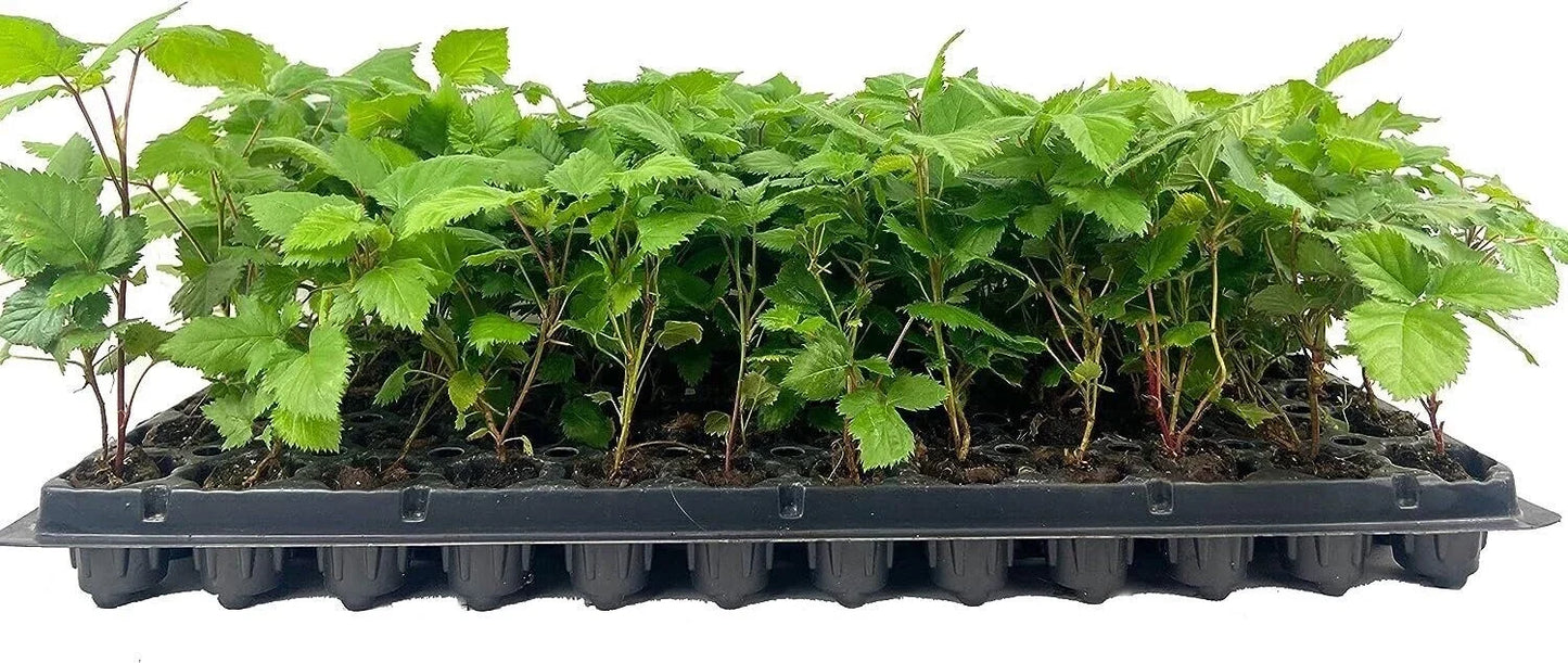 Thornless Blackberry Plant - Bare Root Starter - Apache Rubus fruticosus - Fruit Bush for Garden Planting