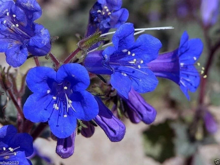 California Bluebell Seeds – 200 Organic Campanula Seeds for Gardens, Borders & Containers, Non-GMO, USA Grown