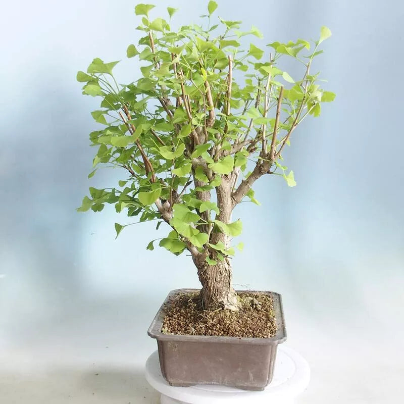 Hybrid Poplar Bonsai Tree Cuttings - Forest Style, Easy to Grow, Indoor Outdoor Plant, Populus deltoides
