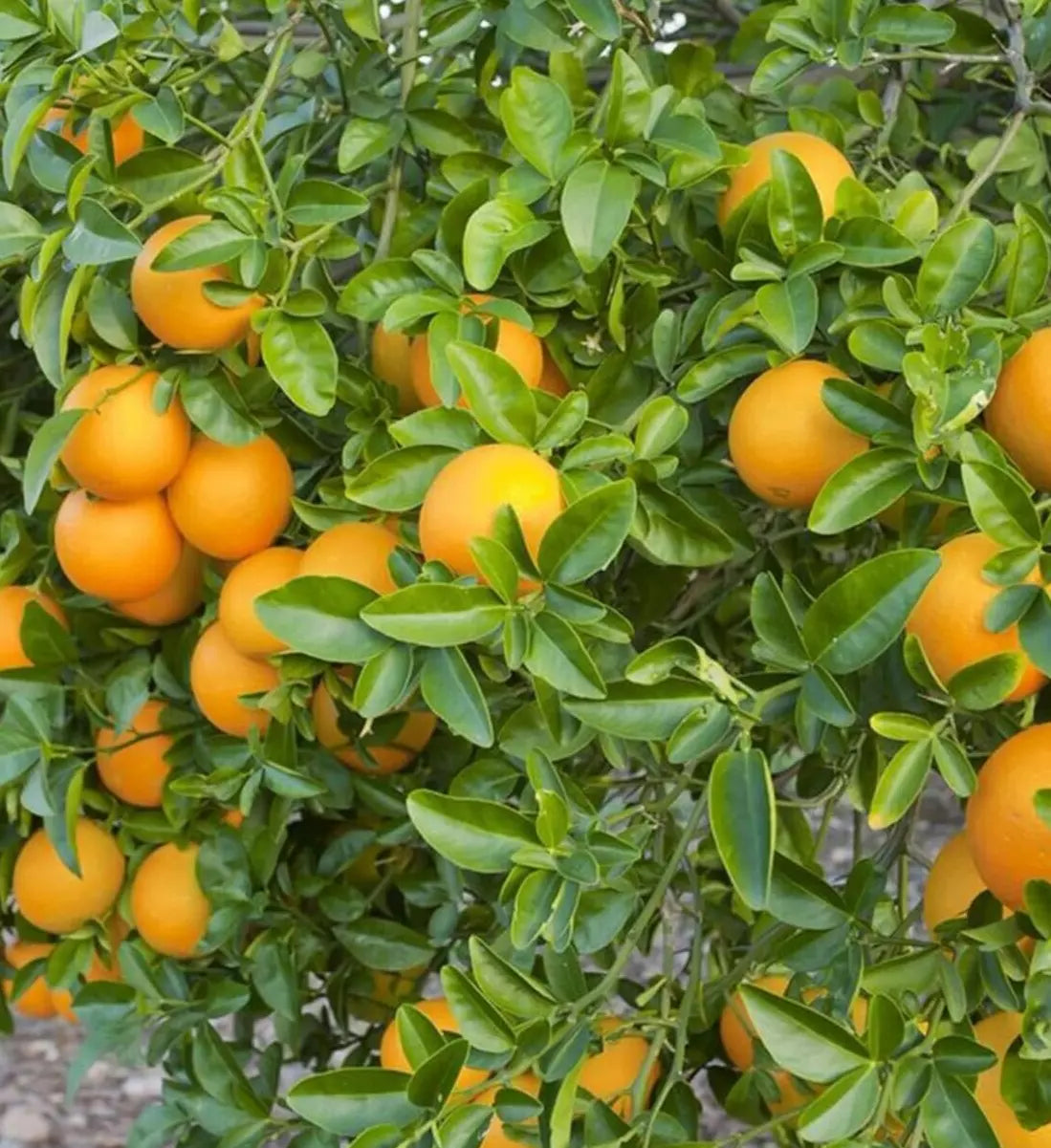 Orange Tree Seeds 7-Pack Citrus sinensis Sweet Juicy Orange Fruit Tree for Outdoor Cultivation