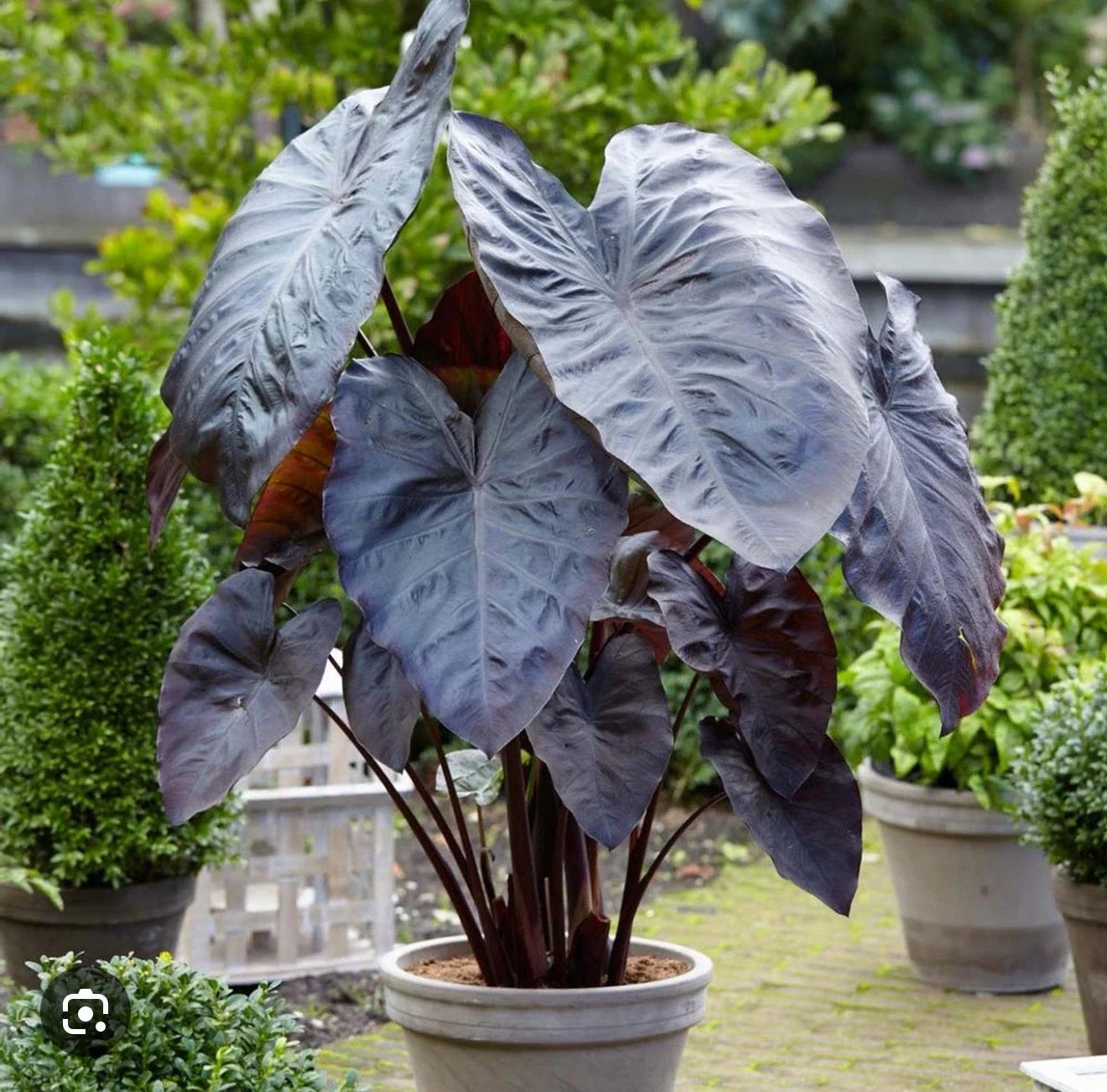 Diamond Head Colocasia esculenta Elephant Ear Small Rooted Starter Plant for Indoor & Outdoor Gardens