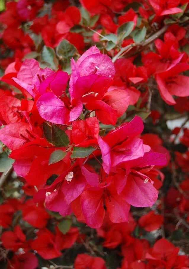 Bougainvillea Starter Plant - San Diego Red Variety - Well Rooted Plug - Bougainvillea glabra