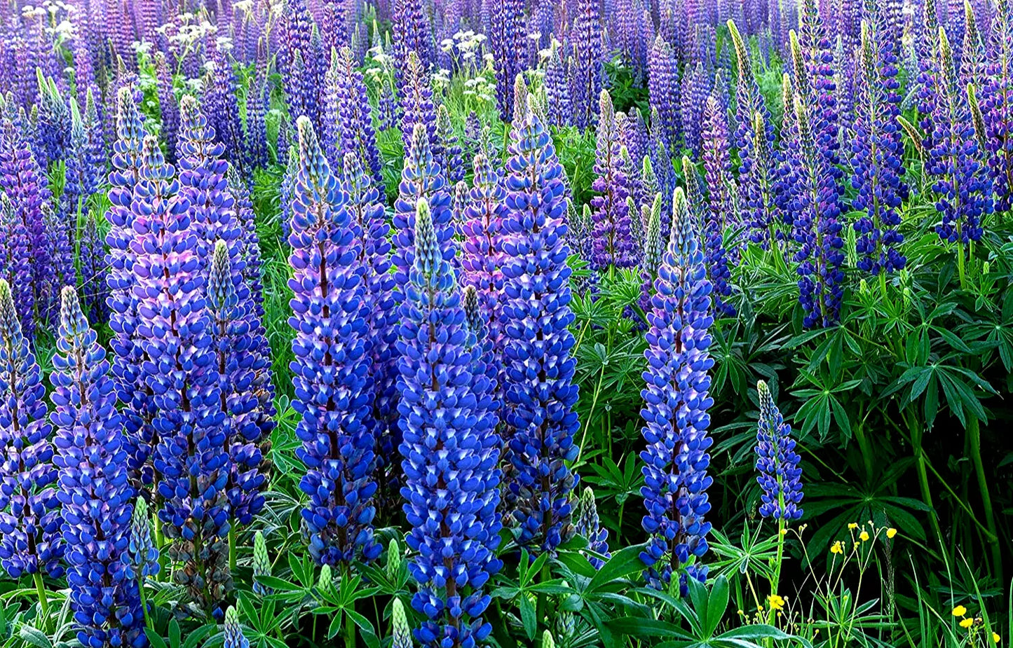40 Seeds Lupine Wildflower Perennial - Lupinus Perennis - GroCo