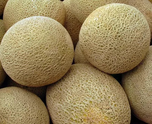 Honeyrock Cantaloupe Seeds 50+ Pack | Summer Garden Vine Melons Cucumis melo