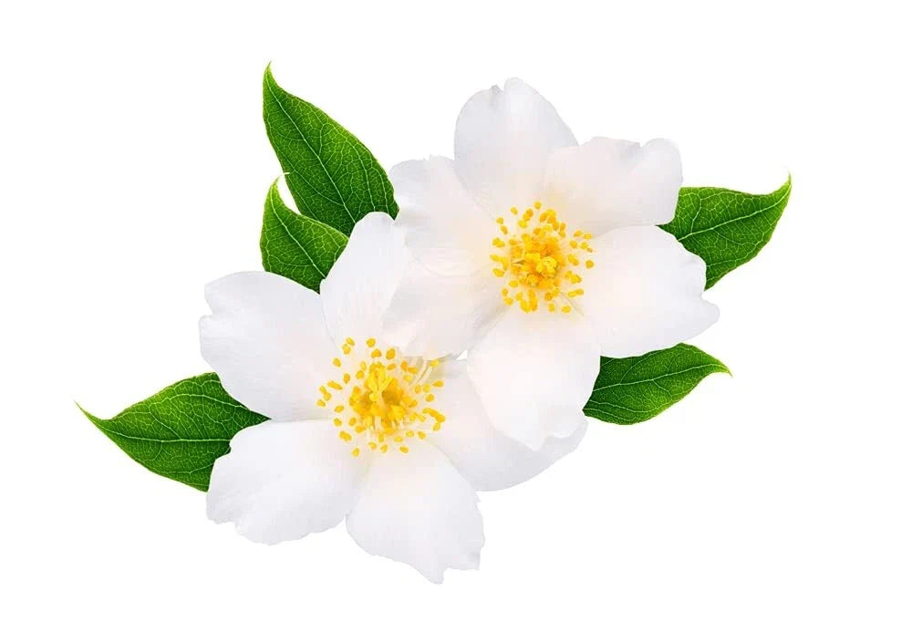 White Jasmine Tree Seeds - 25+ Seeds, Fragrant White Flowers, Easy to Grow, Jasminum polyanthemum