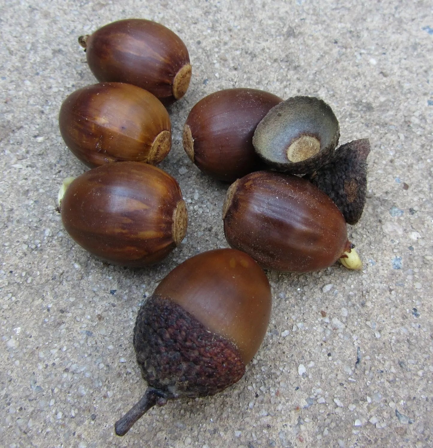 Chestnut Oak Acorn Seeds - 25 Seeds, Quercus prinus, Large Shiny Acorns for Planting