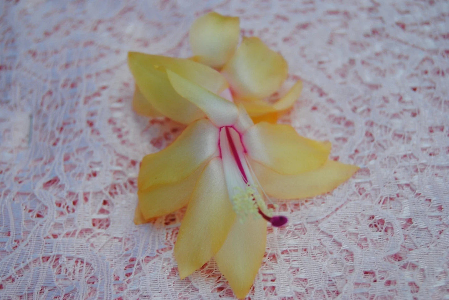 Christmas Cactus Starter Plant - Gold Fever Schlumbergera truncata - Well-Rooted Indoor Succulent for Holiday Decor