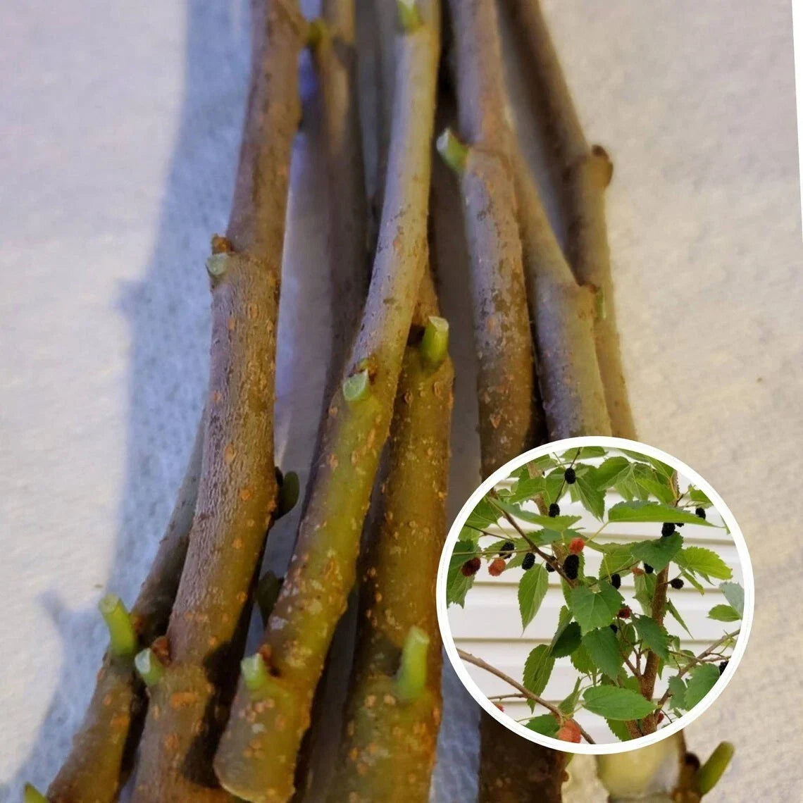 Mulberry Cuttings 15-Pack Unrooted 8 Inches Organic Wholesale Morus alba for Home Gardening