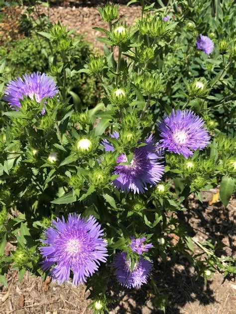 Stokes Aster Bare Root Plant 12-24" White Blooms Perennial Stokesia Laevis 'Alba' Zones 5-9