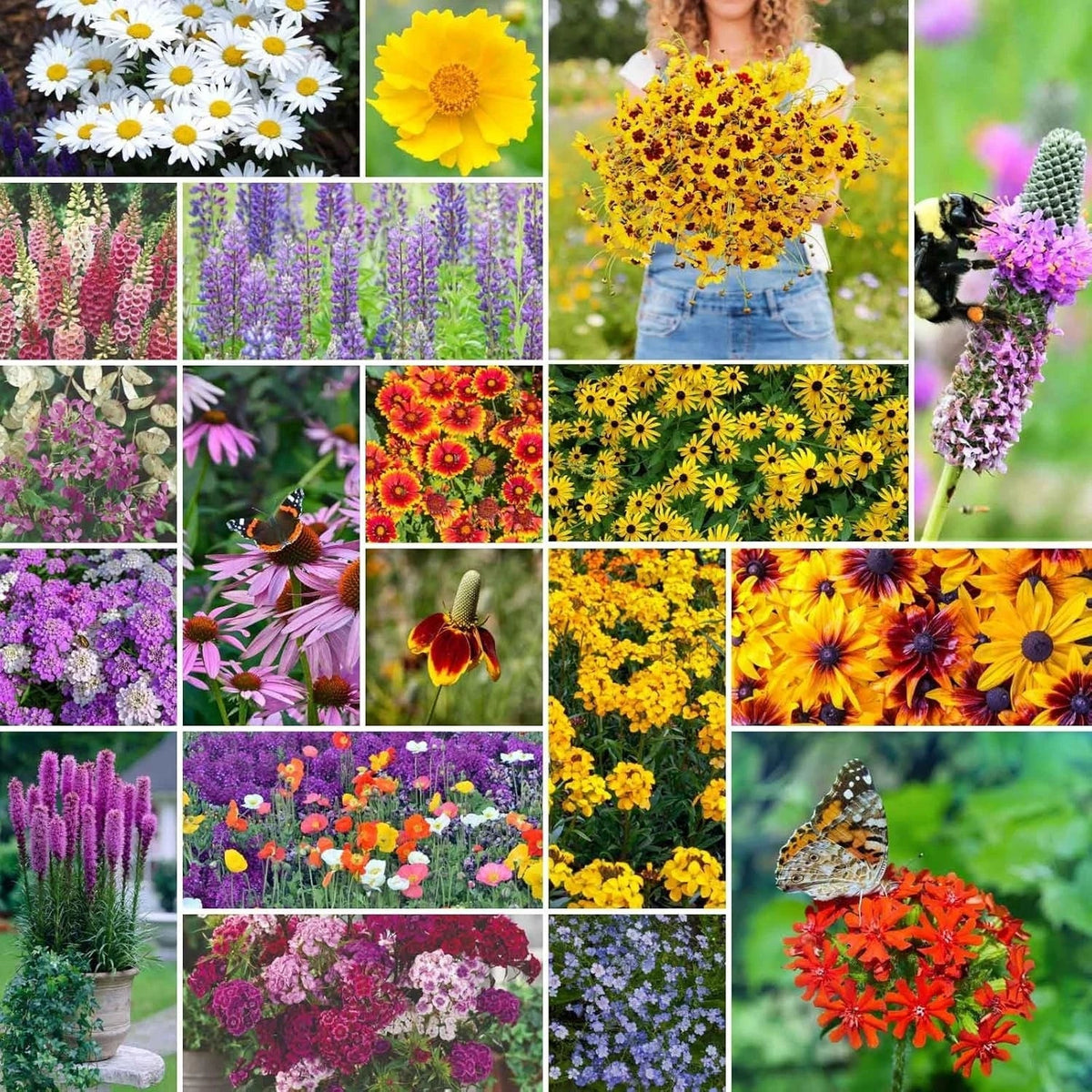 All Perennial Wildflower Mixed Seeds 5 lb - Non-GMO Native Wildflowers by Eden Brothers