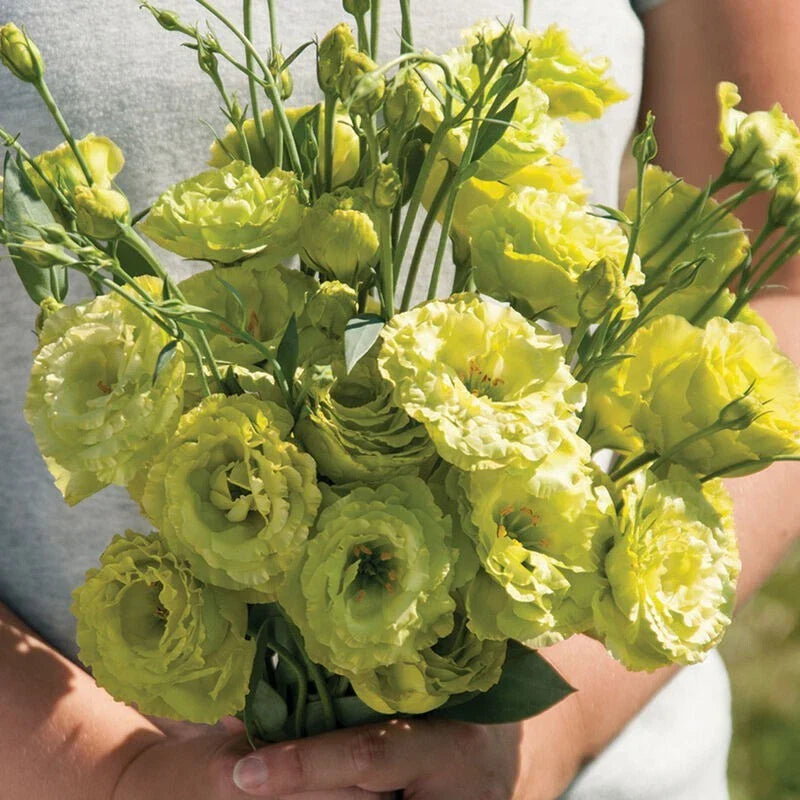 Lisianthus Plug Plant - Well-Rooted Starter for Cut Flower Gardens | Eustoma grandiflorum