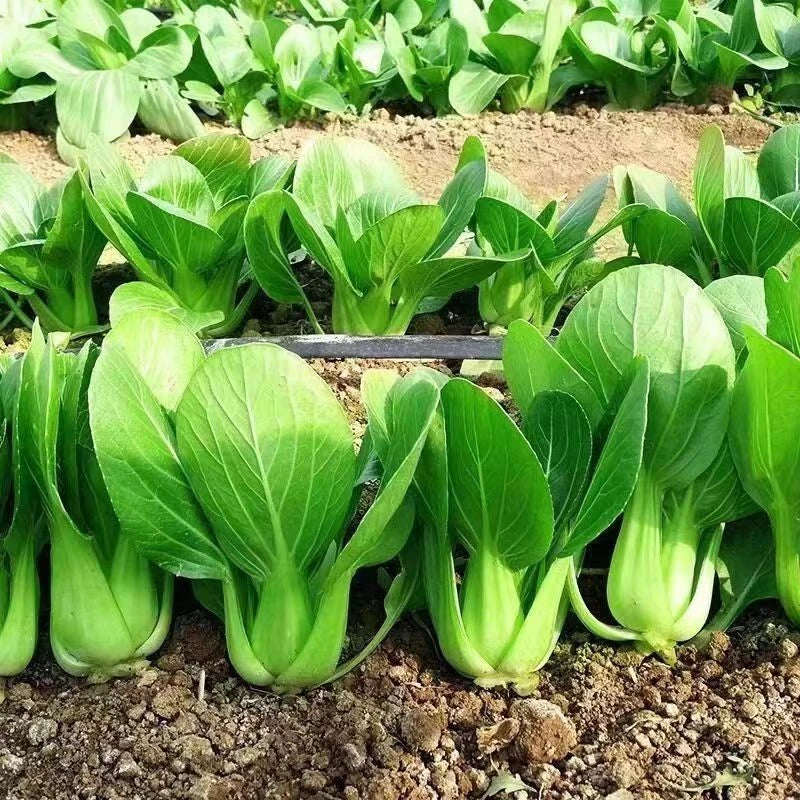 Organic Chinese Cabbage Seeds 1000pcs Heirloom Non-GMO Brassica rapa for All Year Gardening