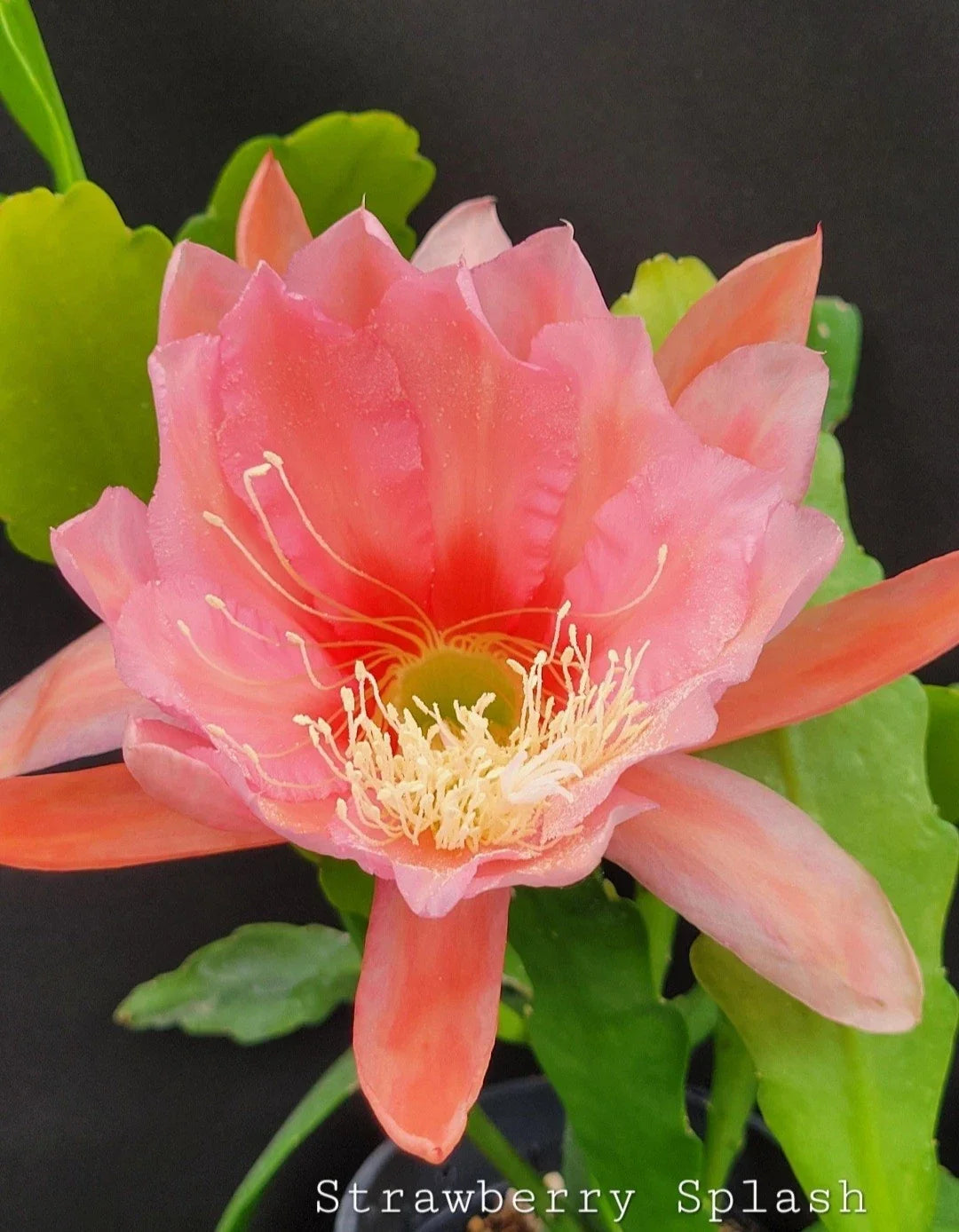 Strawberry Splash Epiphyllum Cactus Plant in 4-Inch Pot | Vibrant Large-Flowering Indoor Epiphyllum Hybrid