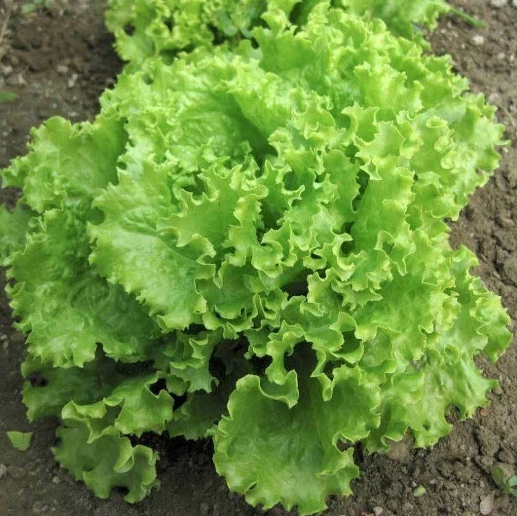 Loose Leaf Lettuce Seeds - Green Salad Bowl Heirloom Variety, Lactuca sativa, 600-8,000 Seeds for Home Gardening