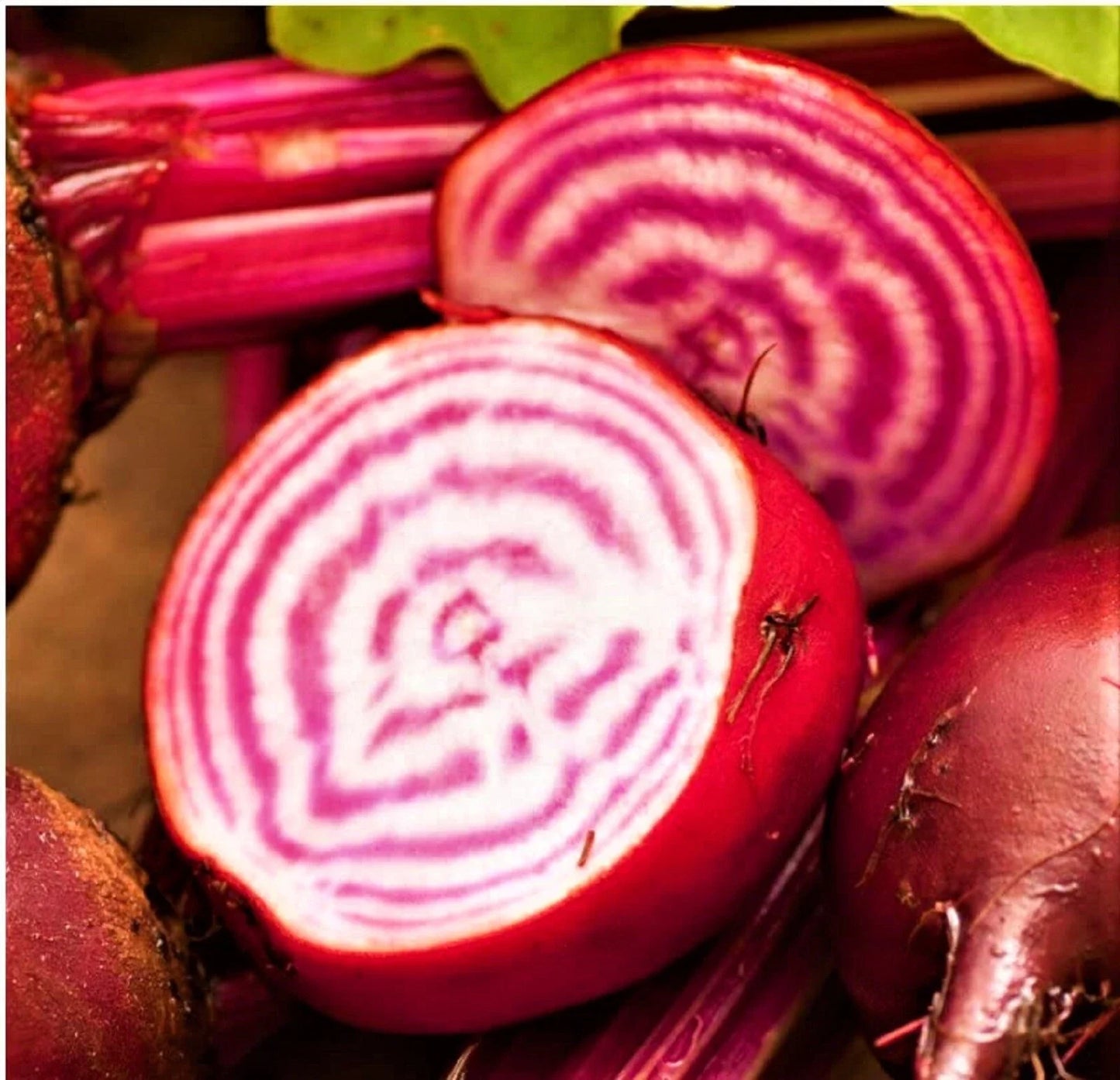 Chioggia Beet Seeds - Non-GMO Beta vulgaris var. cicla Candy-Striped Roots for Home Gardening
