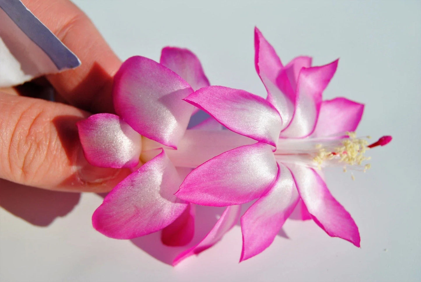 Christmas Cactus Starter Plant - May Queen Schlumbergera Truncata Indoor Garden, Well-Rooted, Pink & White Flowers