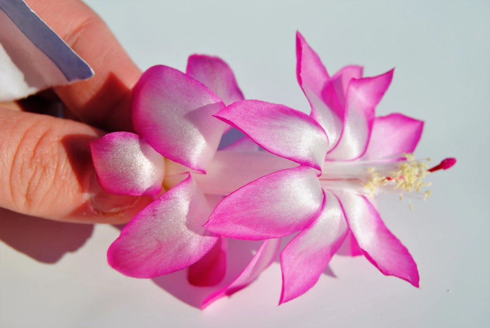 Christmas Cactus Starter Plant - May Queen Schlumbergera Truncata Indoor Garden, Well-Rooted, Pink & White Flowers