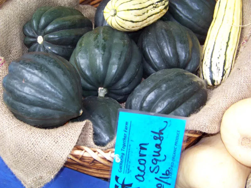 Acorn Squash Seeds Table Queen Variety 47 Seeds GroCo Buy US