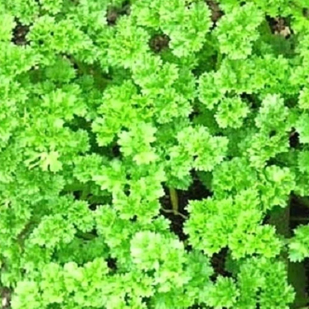 Triple Curled Parsley Seeds - Heirloom NON-GMO Garden Seeds for Culinary & Garnishing Petroselinum crispum