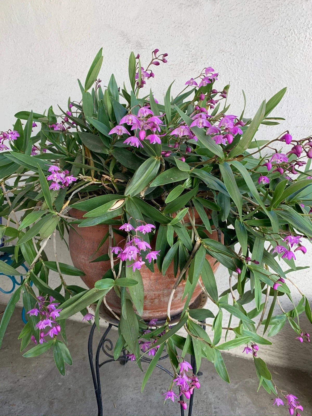 Dendrobium kingianum Orchid Plant – Miniature Fragrant White Lavender Blooms – 3 Pack