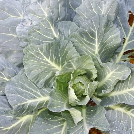 Morris Collard Seeds - 2,000 Non-GMO Heirloom Brassica oleracea Seeds