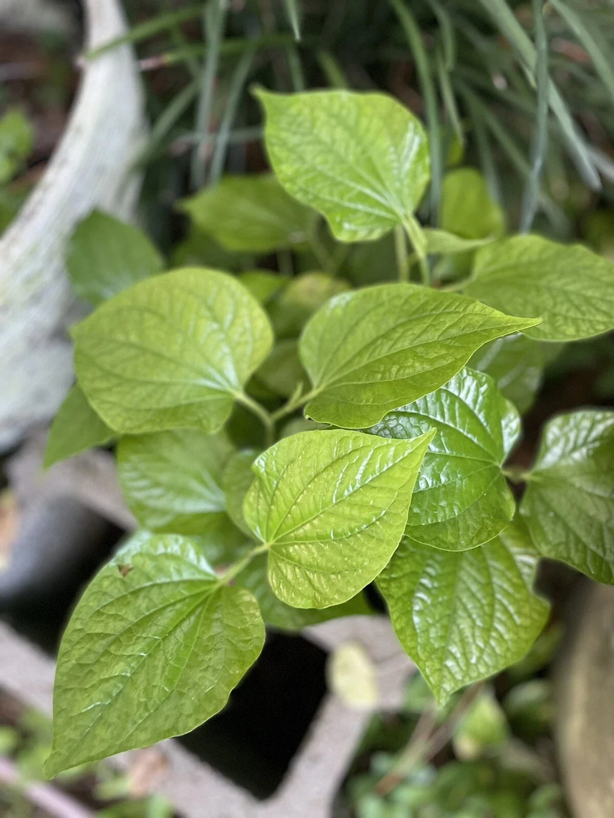 Organic Piper Lolot Plant - 12" Bare Root Herb Seedling, Lá Lá»‘t, Edible Leaves, Piper lolot for Asian Cuisine