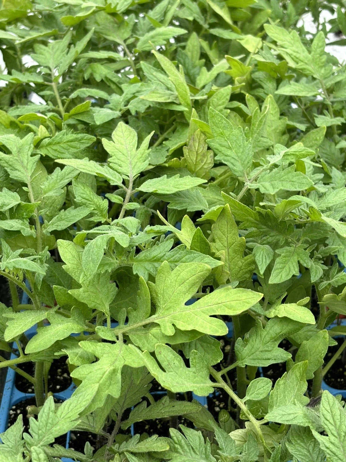 Lot of 2 Live PARK'S WHOPPER Tomato Plants, 6-10 Inches, Solanum lycopersicum, High-Yielding, Heirloom, Container-Friendly