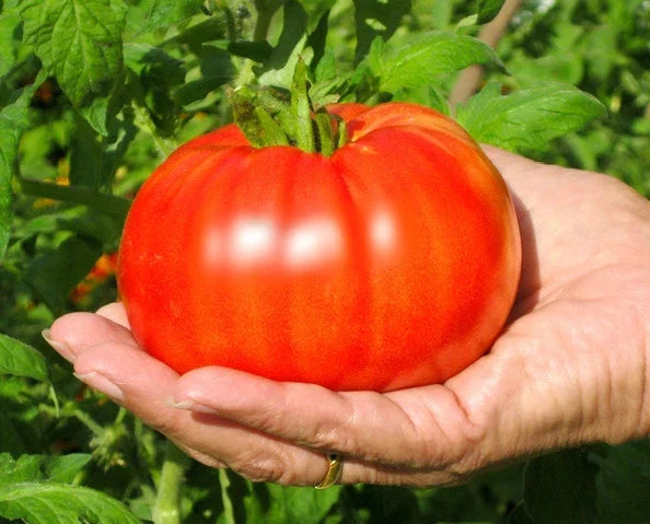 Beefsteak Tomato Seeds - Large Slicer Variety - Juicy, Solid Fruits - Solanum lycopersicum Seed Pack