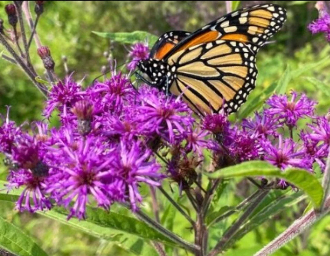 Baldwin's Ironweed Seeds - Organic Vernonia baldwinii Pollinator Attracting Purple Flower Seeds, 50+ Pack