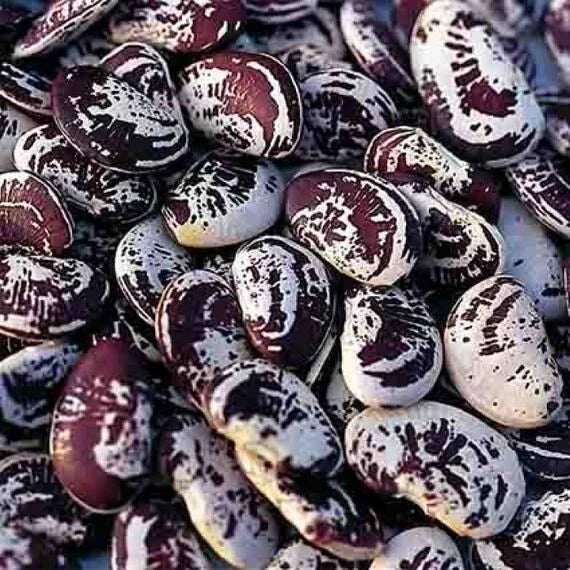 Lima Bean Seeds - Christmas Speckled Pole Variety - Organic Heirloom Non-GMO Phaseolus lunatus, 50 Seeds