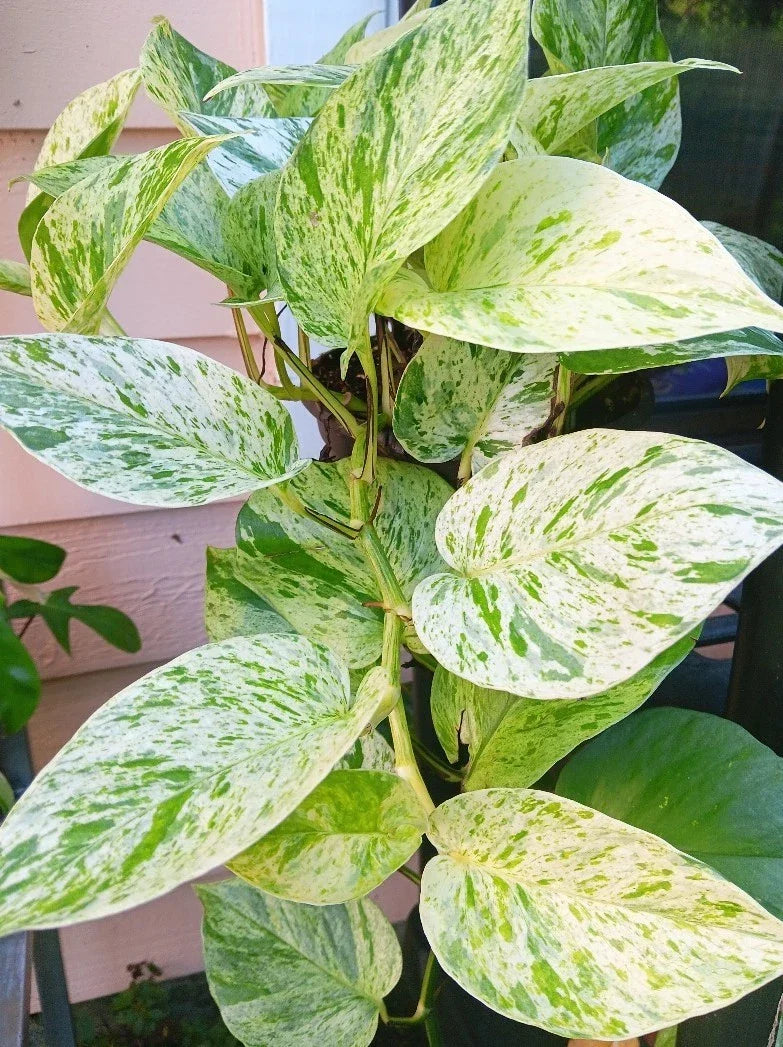 Snow Marble Queen Pothos Cuttings - 3 Fresh Epipremnum aureum Cuttings for Indoor Propagation