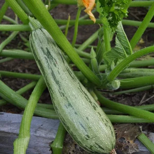 Caserta Summer Squash Seeds | Organic Heirloom Cucurbita pepo Vegetable Seeds for Garden or Containers