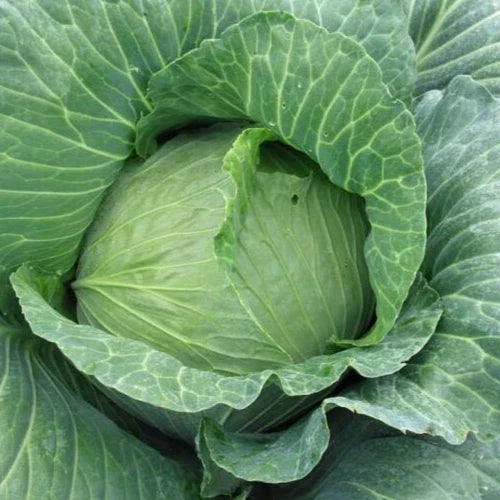 Early Round Dutch Cabbage Seeds – 2g, Brassica oleracea var. capitata, Compact, Tender, Non-GMO, 400 Seeds for Home Garden