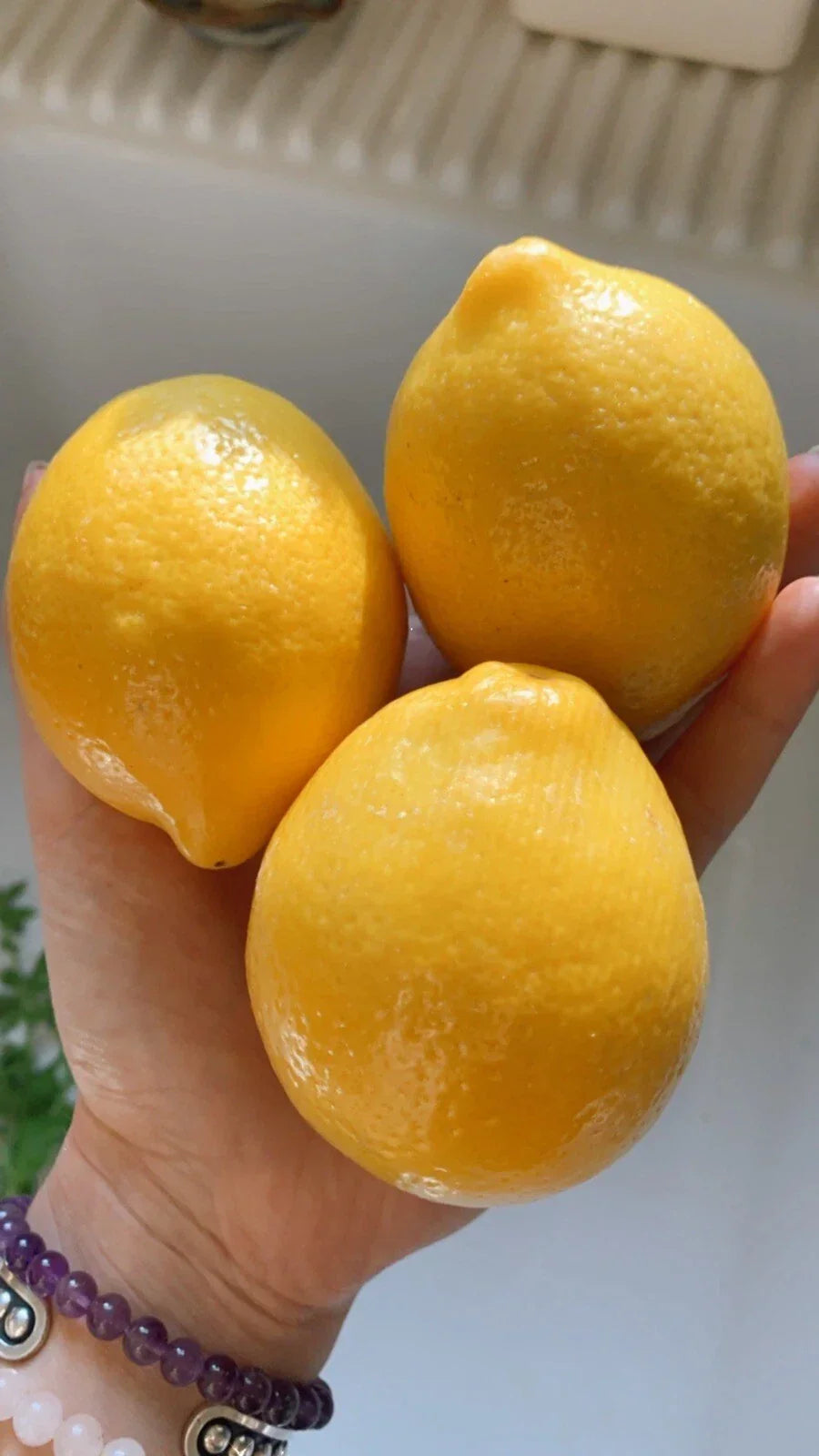Meyer Lemon Seeds - Organic Non-GMO Pesticide-Free Citrus - 5 Pack