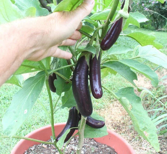 Live Chinese Eggplant Plant - 8" Tall Heirloom Seedling in 4" Pot