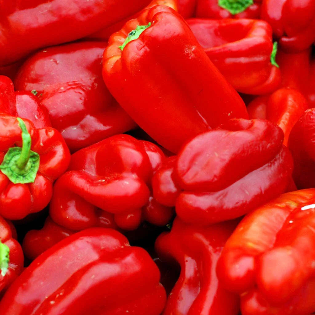 Big Red Sweet Pepper Seeds - Heirloom Capsicum Annuum - 25+ Seeds - USA Grown