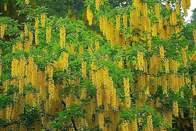 Golden Chain Tree Seeds 50 Count - Laburnum anagyroides Yellow Flowering Ornamental Tree