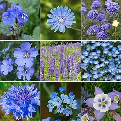 Wildflower Seed Mix - 200+ Blue Wildflower Seeds - All Blues Blend for Pollinators & Natural Gardens
