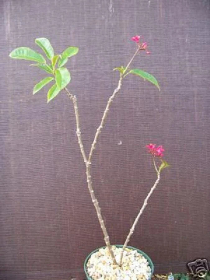 Jatropha integerrima Potted Plant - Drought Tolerant Succulent with Red and Green Foliage - Ornamental Cactus for Gardens and Indoor