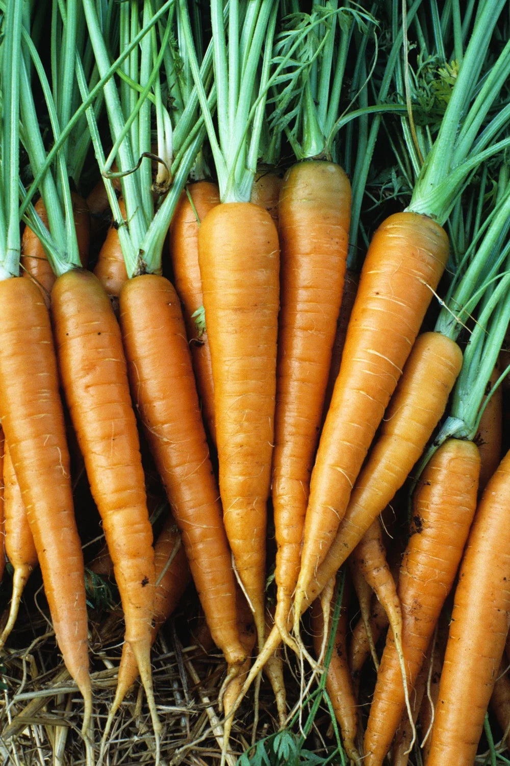 Danvers 126 Carrot Seeds - 200 Count Packet, Tender Sweet Daucus carota, Organic, Full Sun, Easy to Grow