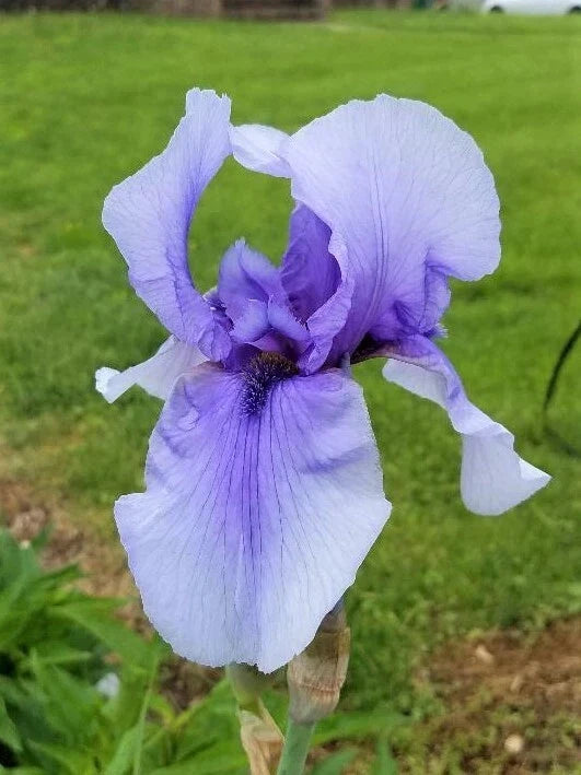 Tall Bearded Iris Rhizome - Perennial Flower Plant with Colorful Blooms - Iris germanica