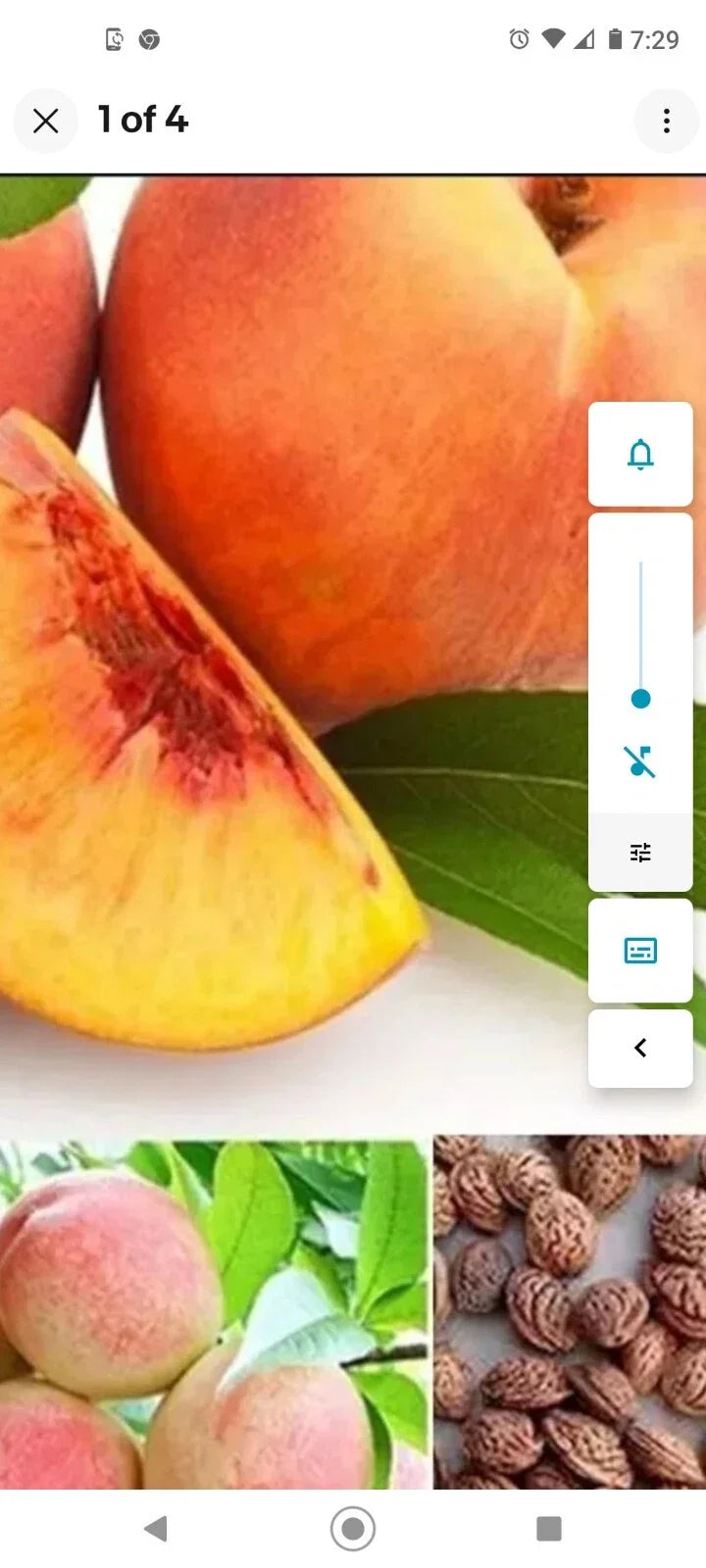 Peach Tree Seeds 6-Pack Dwarf Loring Nemaguard Prunus persica Cold Hardy Edible Fruit Plant