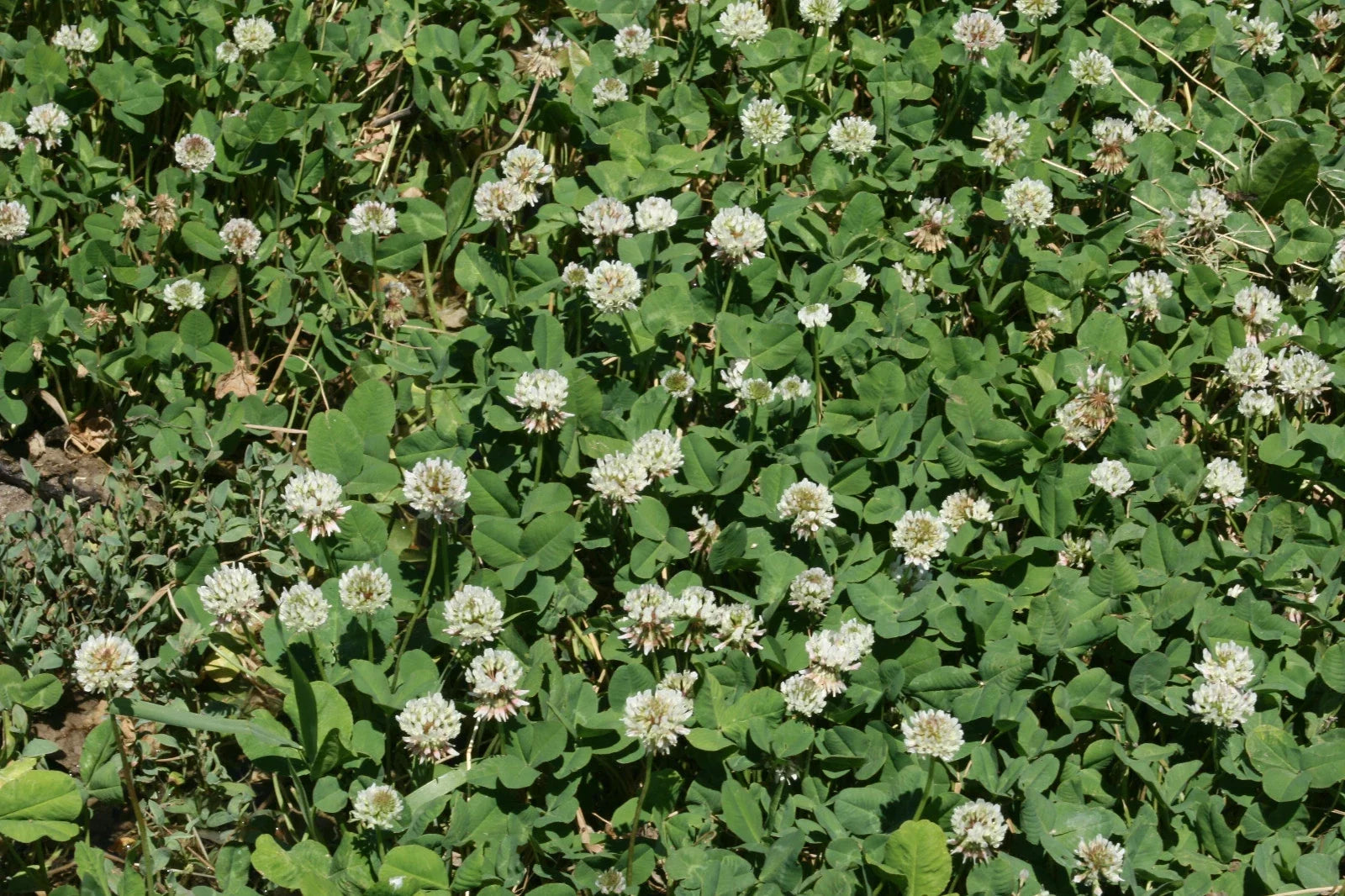 White Dutch Clover Seed - Cover Crop Perennial Legume - Trifolium repens - Low-Growing Ground Cover - 1000 Seeds Pack