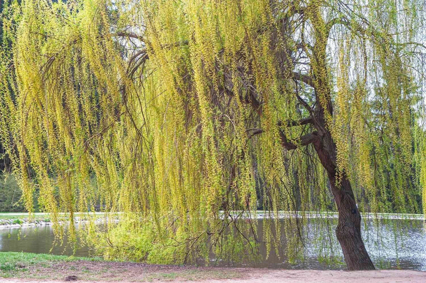 Golden Willow Tree Cuttings 10 Pack - Fast-Growing Salix alba 'Vitellina' for Garden and Landscaping