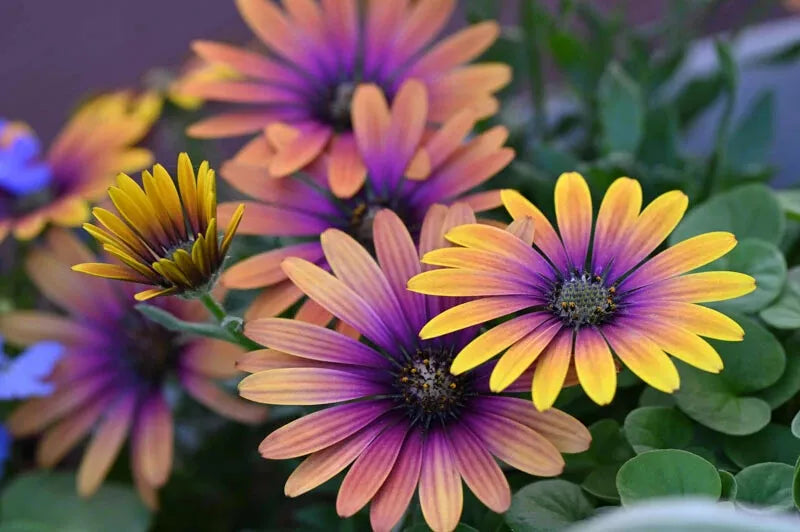 Cape Daisy Seeds - 200+ Purple & Yellow Osteospermum Flower Seeds for Garden Planting, Borders & Containers