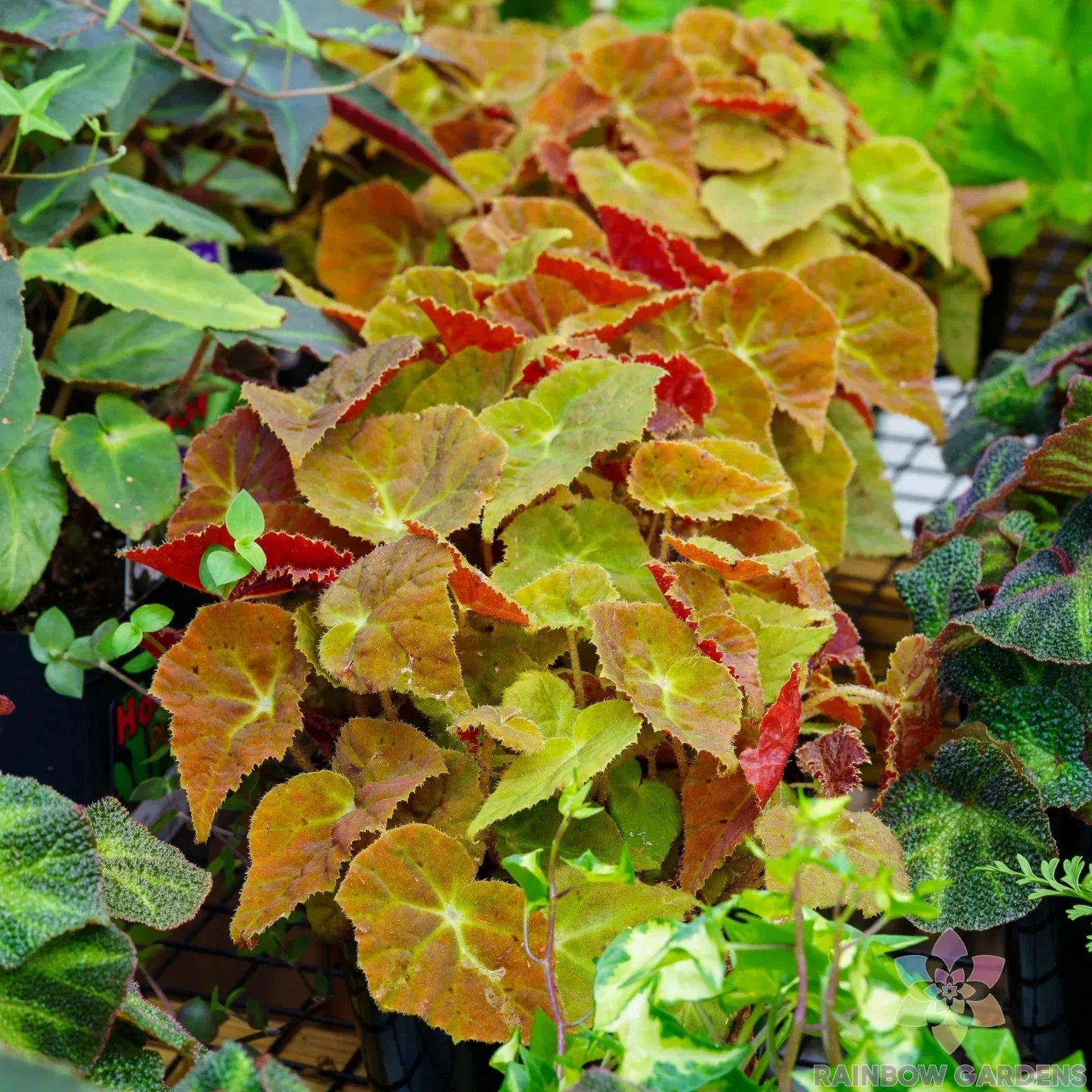 Autumn Begonia Seeds - 25+ Count for Garden Planting - Begonia tuberhybrida - Vibrant Fall Blooms for Shade Gardens