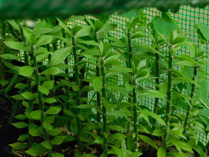 Pineapple Guava Tree Cuttings - Feijoa sellowiana - Fresh Plant Propagation for Garden or Container